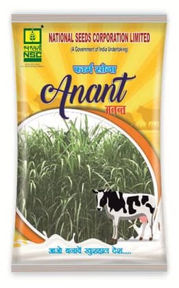 Anant NSC Sorghum CSV-33 MF Fodder Seeds, 250g Pouch