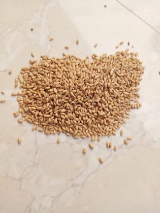 Wheat 1Kg packing