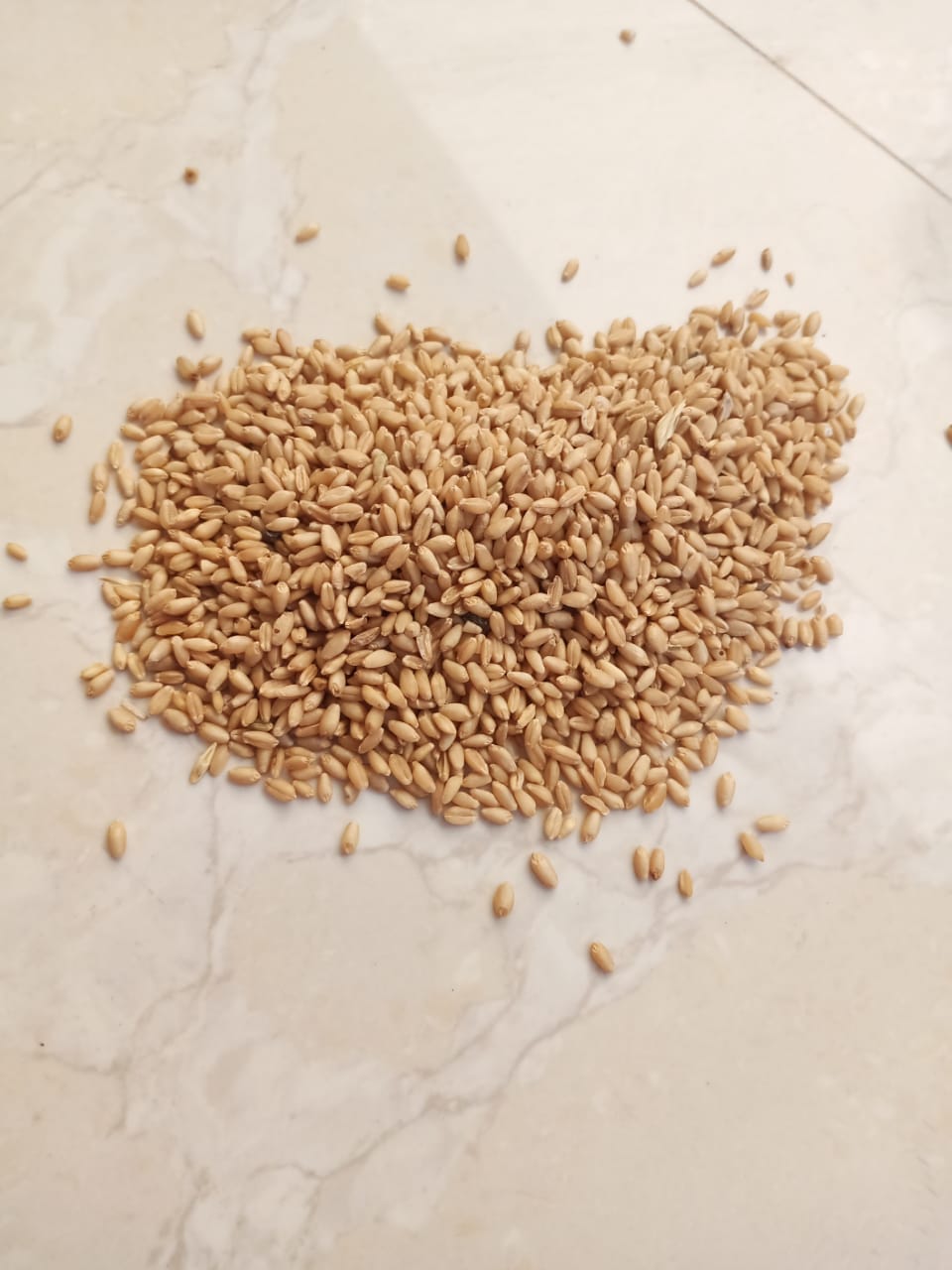 Wheat 1Kg packing