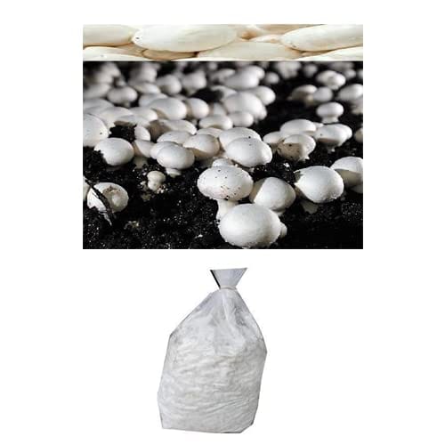 BUTTON MUSHROOM SPAWN | SEEDS | Agaricus bisporus 1 kg