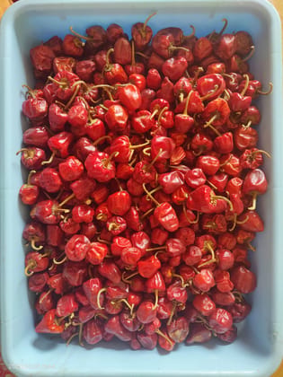 MUNDU RED CHILLI- RAMNAD