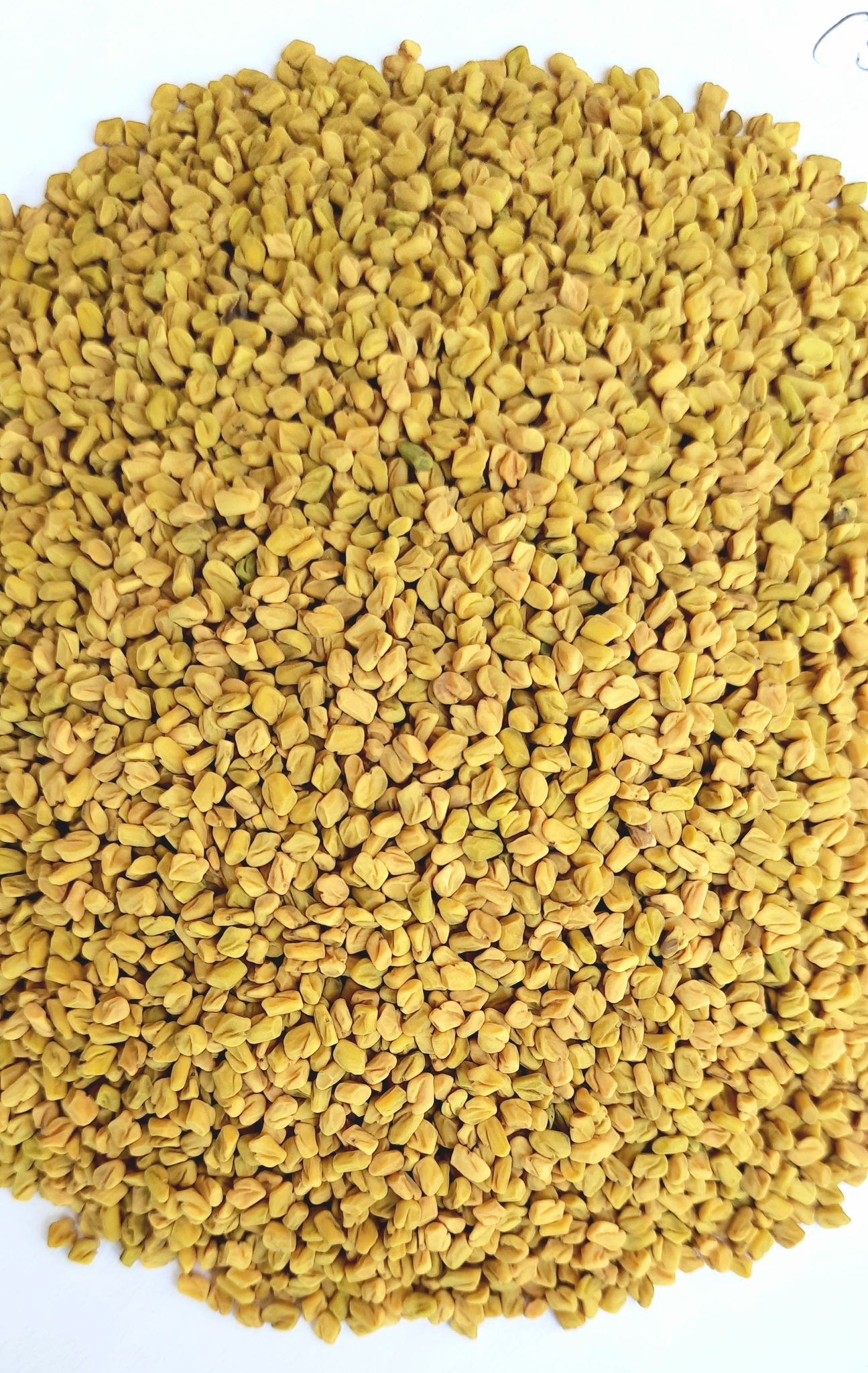 Milkar Chalo Kisan Methi / Methi Dana / Fenugreek Seeds 350g