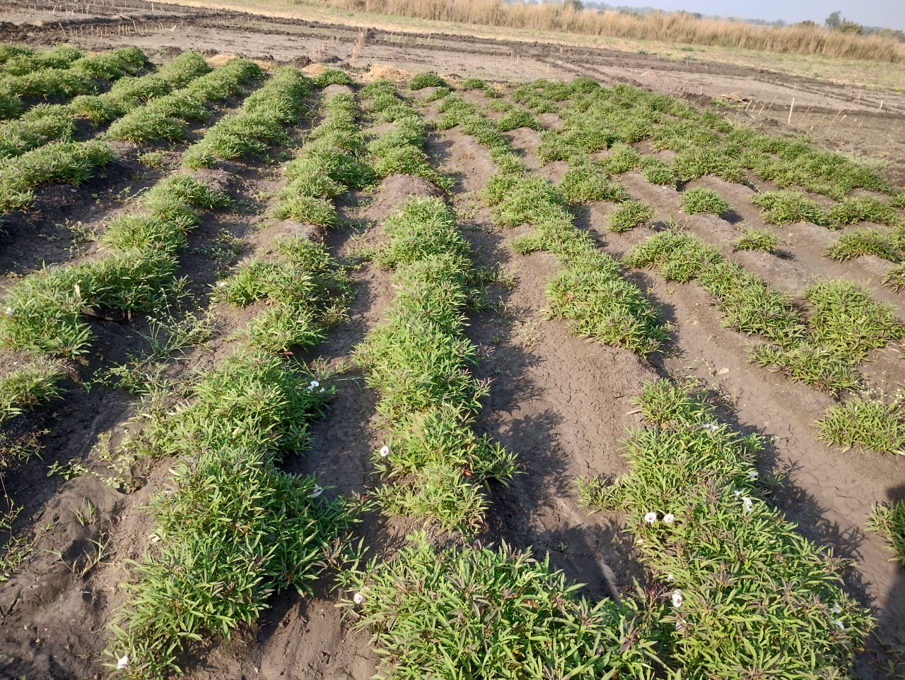 NSC Sweet Potato variety Sree Bhadra (200 no. of Vines)