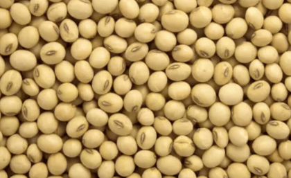 Soyabean - Whole Soyabean - Whole