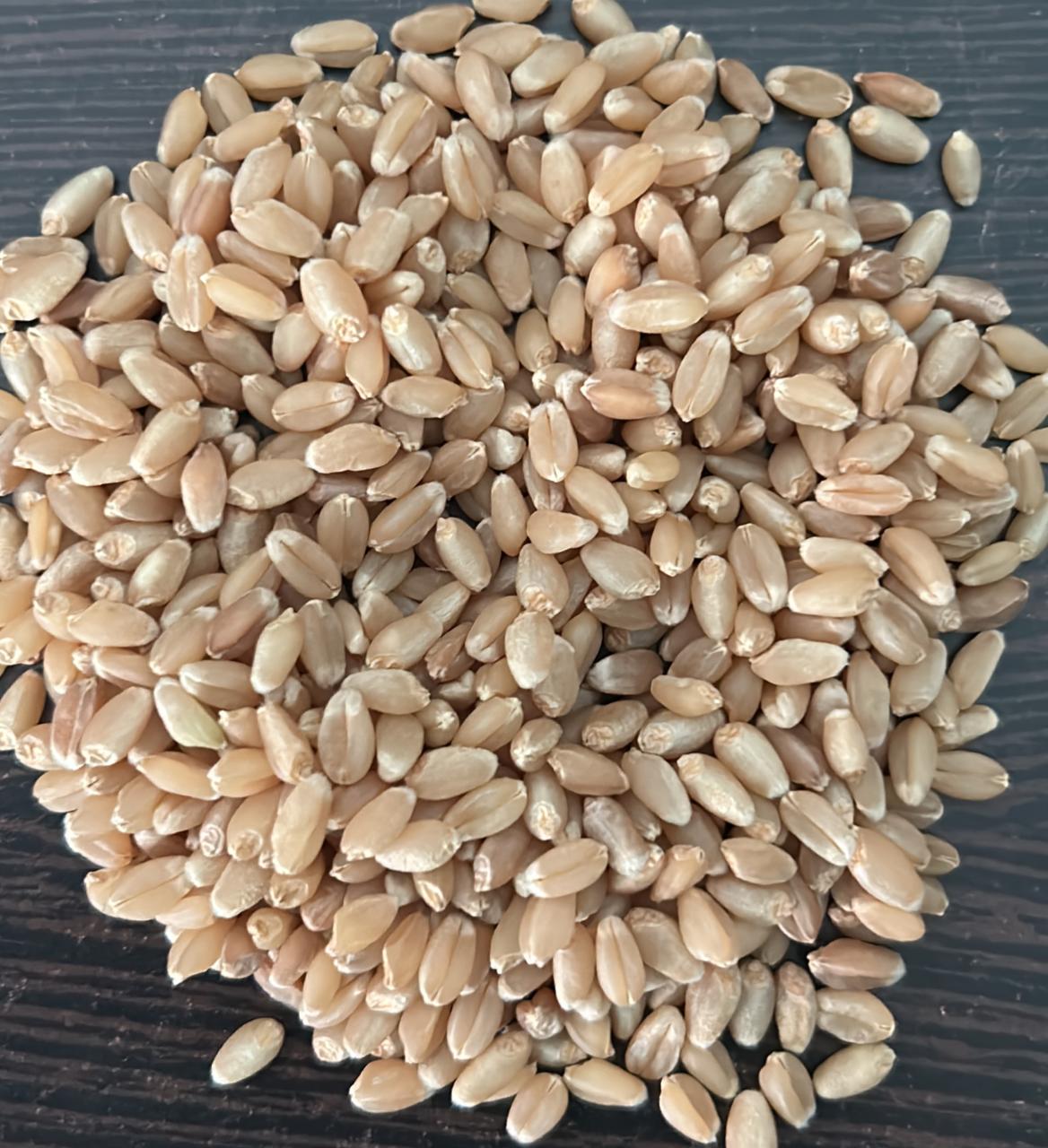Wheat Loose | Gehun Sabut | 1 kg