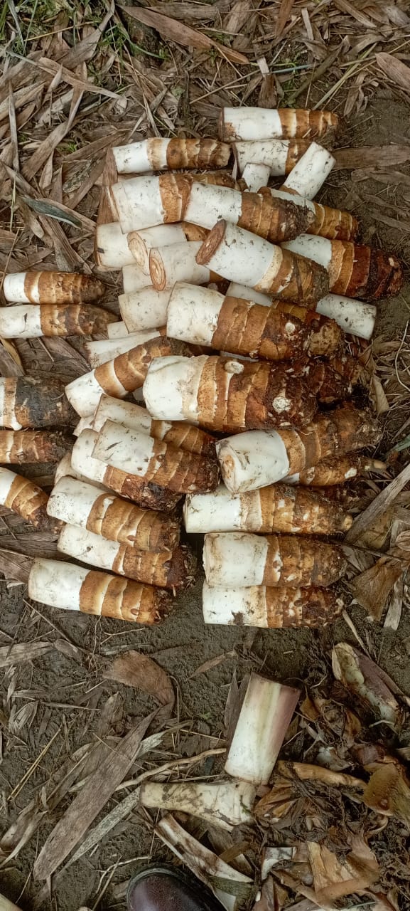 Assam kosu (Taro)