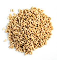 Lok man Wheat