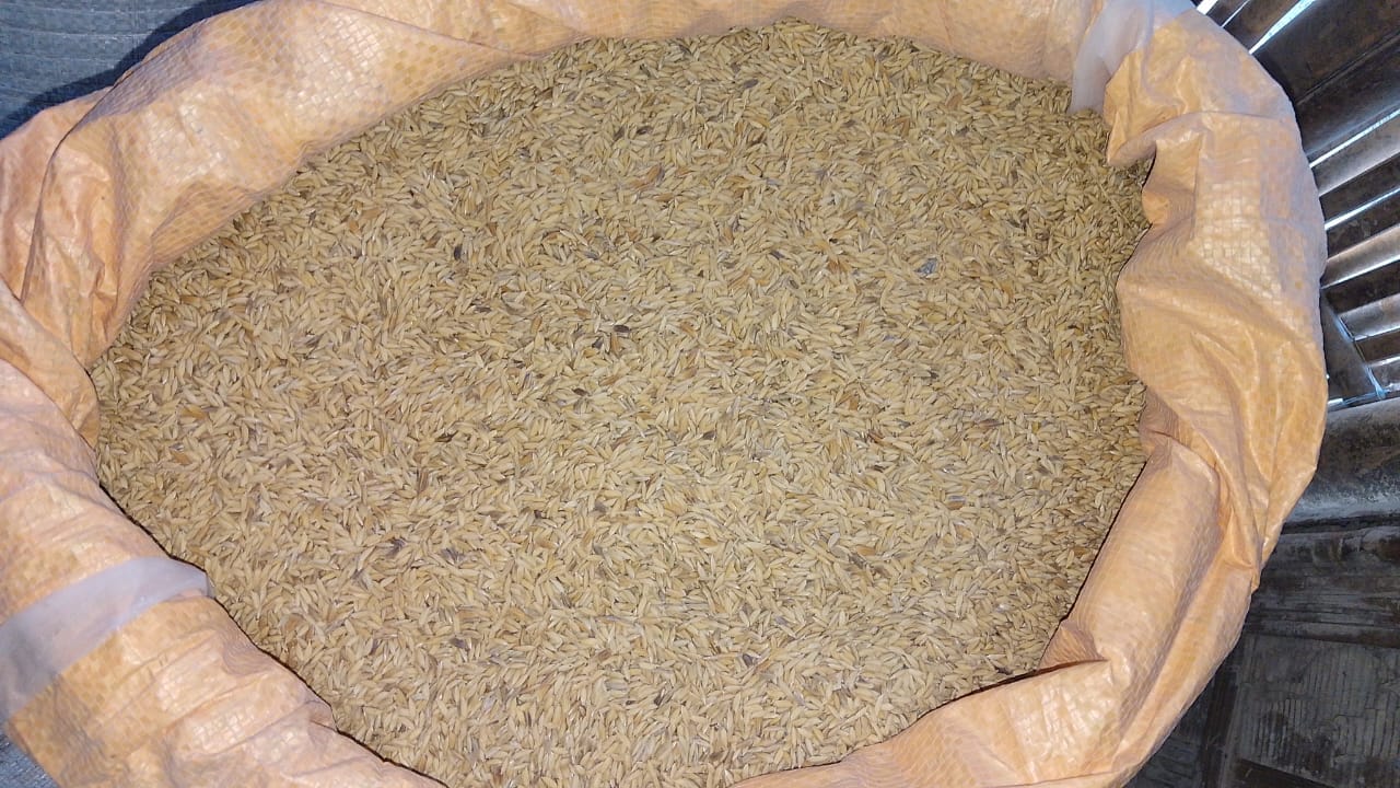 Rice