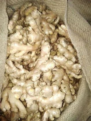 Ginger good quality