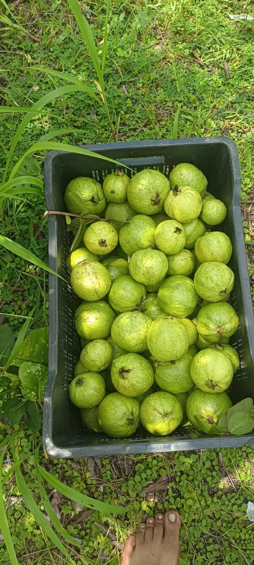 Guava