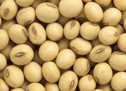 Soyabean Whole Soyabean Whole