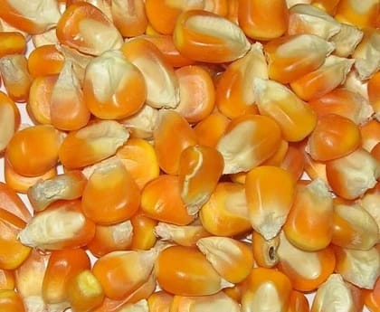 Maize Maize