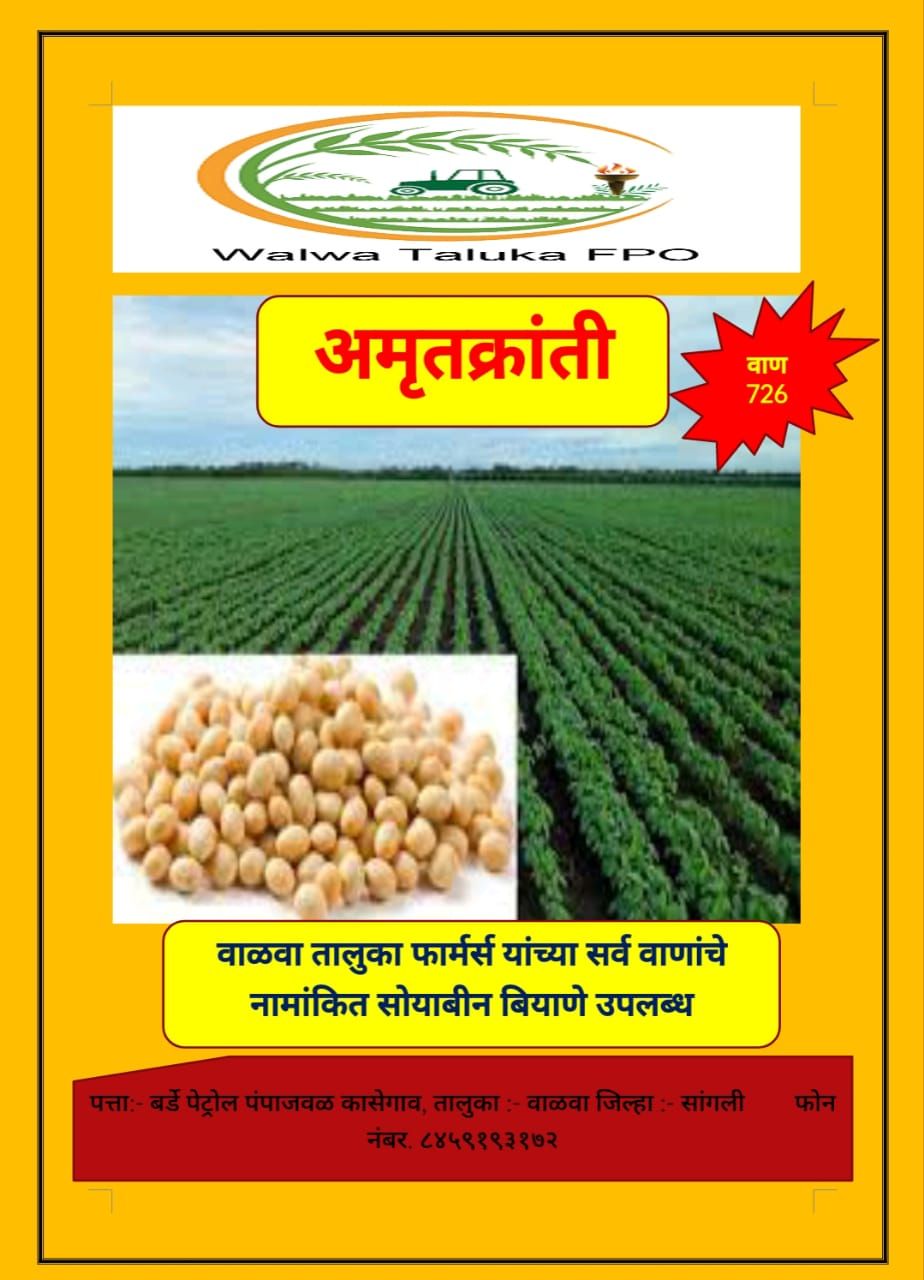 Soyabeen Seed