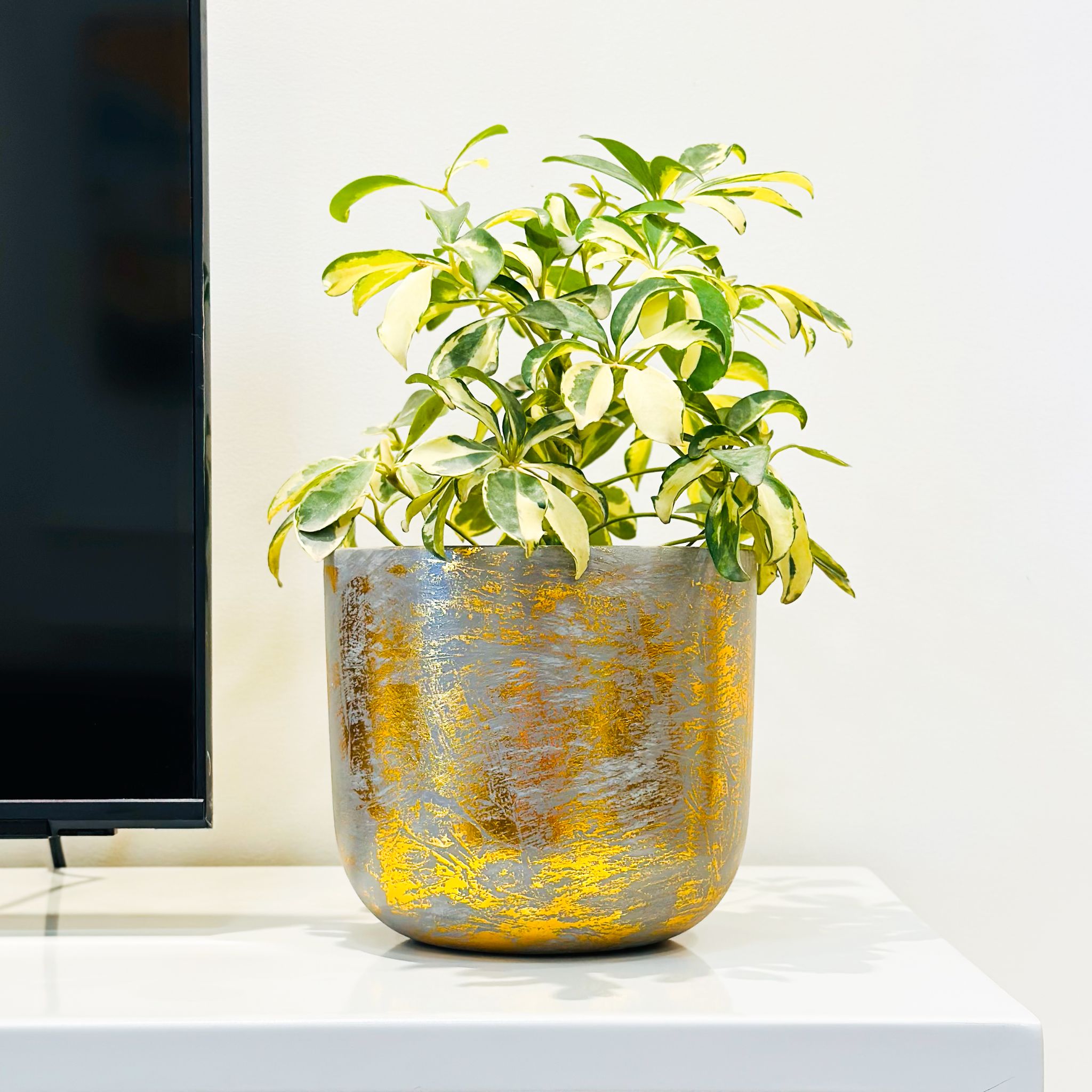 Gtree Century Gold Planter