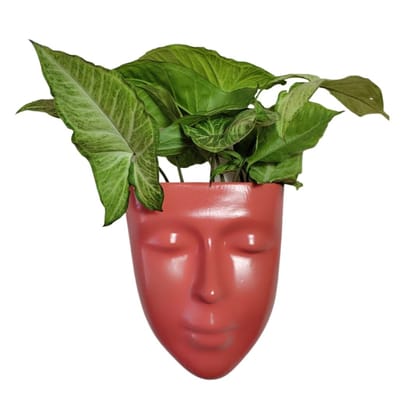 DZIGN Hanging Wall Planter, Face Planter, Balcony Planter, Wall Hanging Indoor Planter, Outdoor Planter, Head Planter for Home Decor and Garden Hanging. Orange Male Face Planter Pack of 1. DZIGN Hanging Wall Planter, Face Planter, Balcony Planter, Wall Hanging Indoor Planter, Outdoor Planter, Head Planter for Home Decor and Garden Hanging. Orange Male Face Planter Pack of 1.