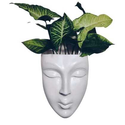 DZIGN Face Planter, White Head Planter for Home Decor and Garden Hanging. White Female Face Planter Pack of 1. DZIGN Face Planter, White Head Planter for Home Decor and Garden Hanging. White Female Face Planter Pack of 1.