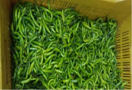 Organic - Green chillies | 250 gm
