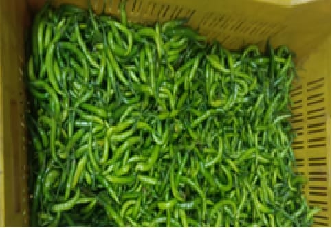 Organic - Green chillies | 250 gm