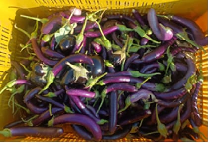 Organic- Long brinjal | 500 gm