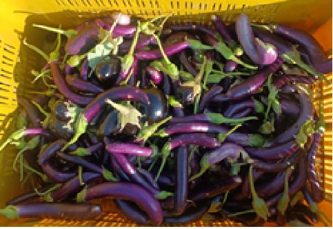 Organic- Long brinjal | 500 gm