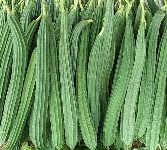 Organic - Ridge gourd | 500 gm