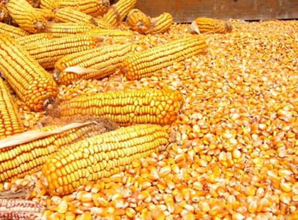 Maize (1kg) Maize (1kg)