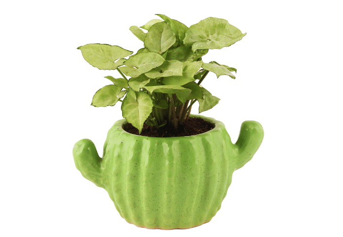 Little Ceramic Succulents Set of 2
