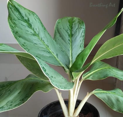 Breathing Art - Aglaonema 'Silver Frost ' Indoor/Detoxifying air/Floor decor/Balcony/ - (Planter Included)