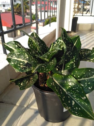 Breathing Art - Aglaonema 'Costatum Foxii' Indoor -Shade Table top/Balcony/ (Planter Included)