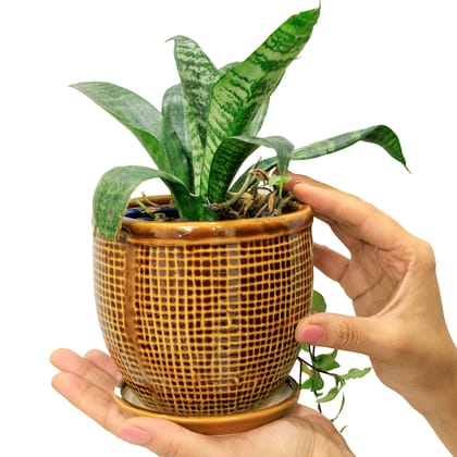 Ceramic Pots with Trays / Plates for Indoor Plants