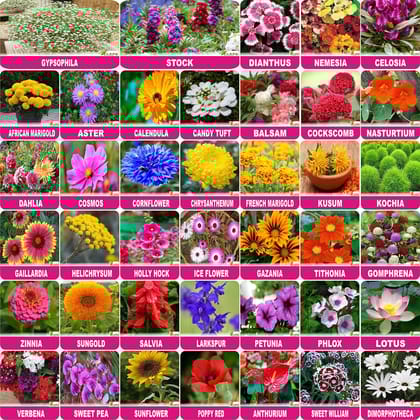 FLARE SEEDS Flower Seeds : Plant Seeds Outdoor Combo of 40 Packet of Seeds Garden Flower Seeds Pack By FLARE SEEDS