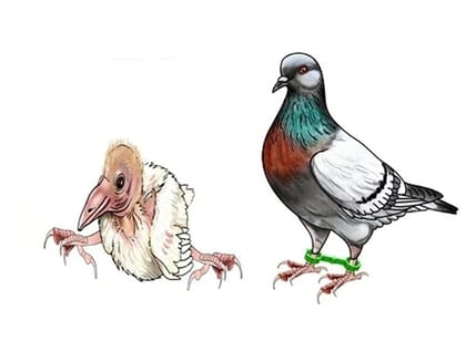 Splayed Leg Bird Treatment Bracelet for Baby Pigeons-5 pcs *Birds’ Park*