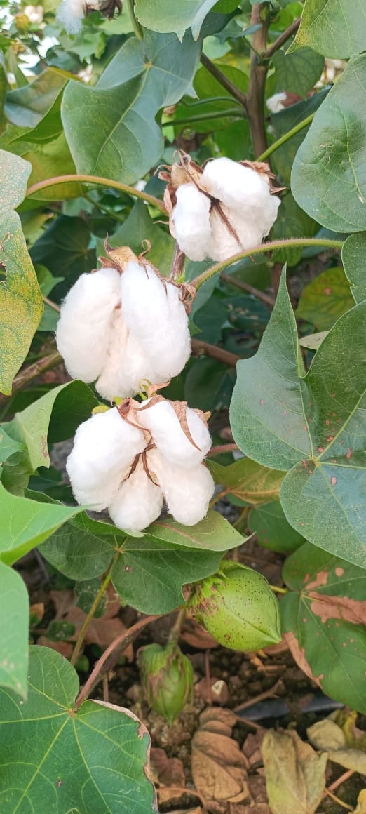 Cotton