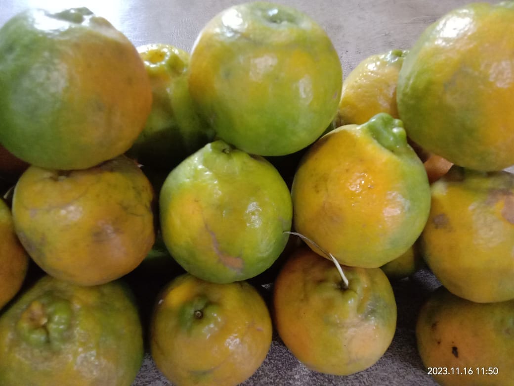 Oranges