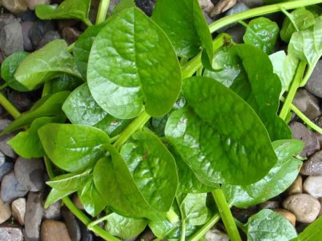 Organic-Bachal kura | 1 Banch