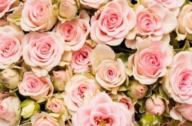 APM Rose Flower Laminated Wall Sticker for House/Office 12X18 INCHES (WALL6)