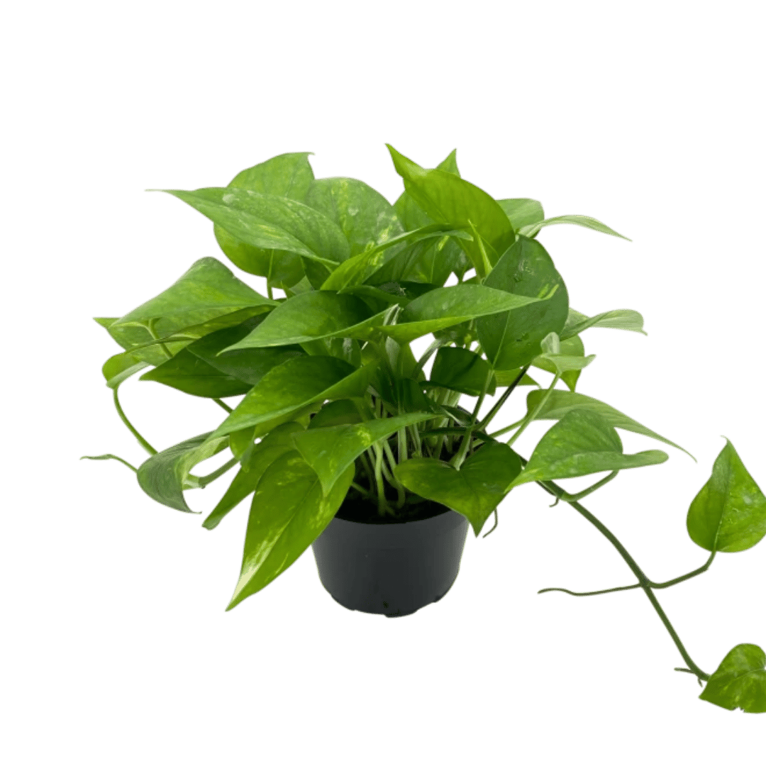 Live Money Plant- Green