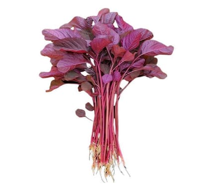 Red Amaranth