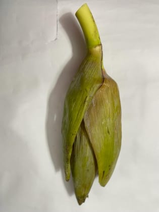 Plantain flower