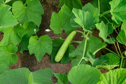 Bottle Gourd Terminal shoot