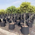 ... ...