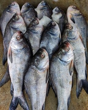 Catla,(Raw) 10 Kg