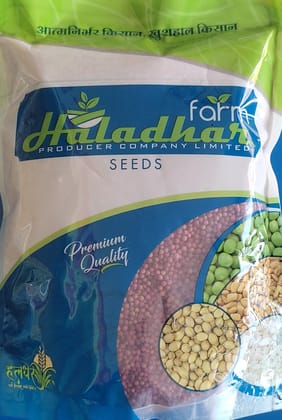 CORIANDER SKB HALDHAR SEED CORIANDER SKB HALDHAR SEED