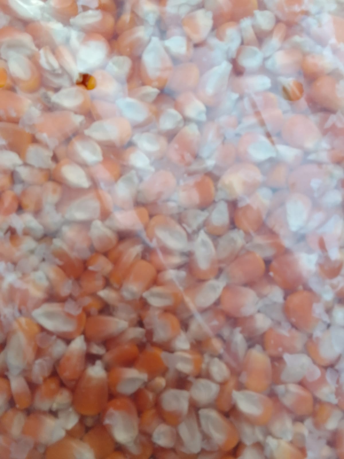 Maize, 1000gm