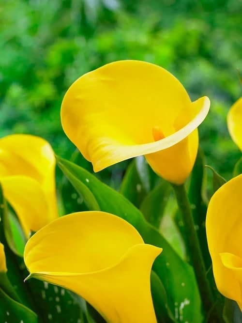 Biocarve Calla Lily Flower Bulbs Plant Live for Home Gardening Pack Of 3 Bulbs