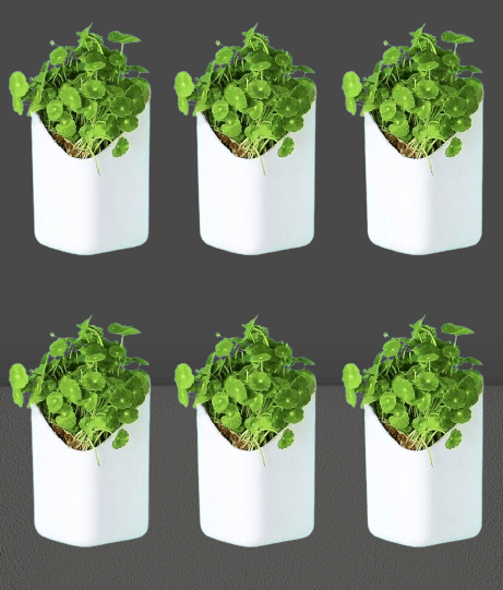 Wall Hanging Planters| Hanging Flower Pot, Hook Hanging Plastic Plant Pot Container Set For Indoor, Outdoor Living, Home, Gardening, Set Of 6...