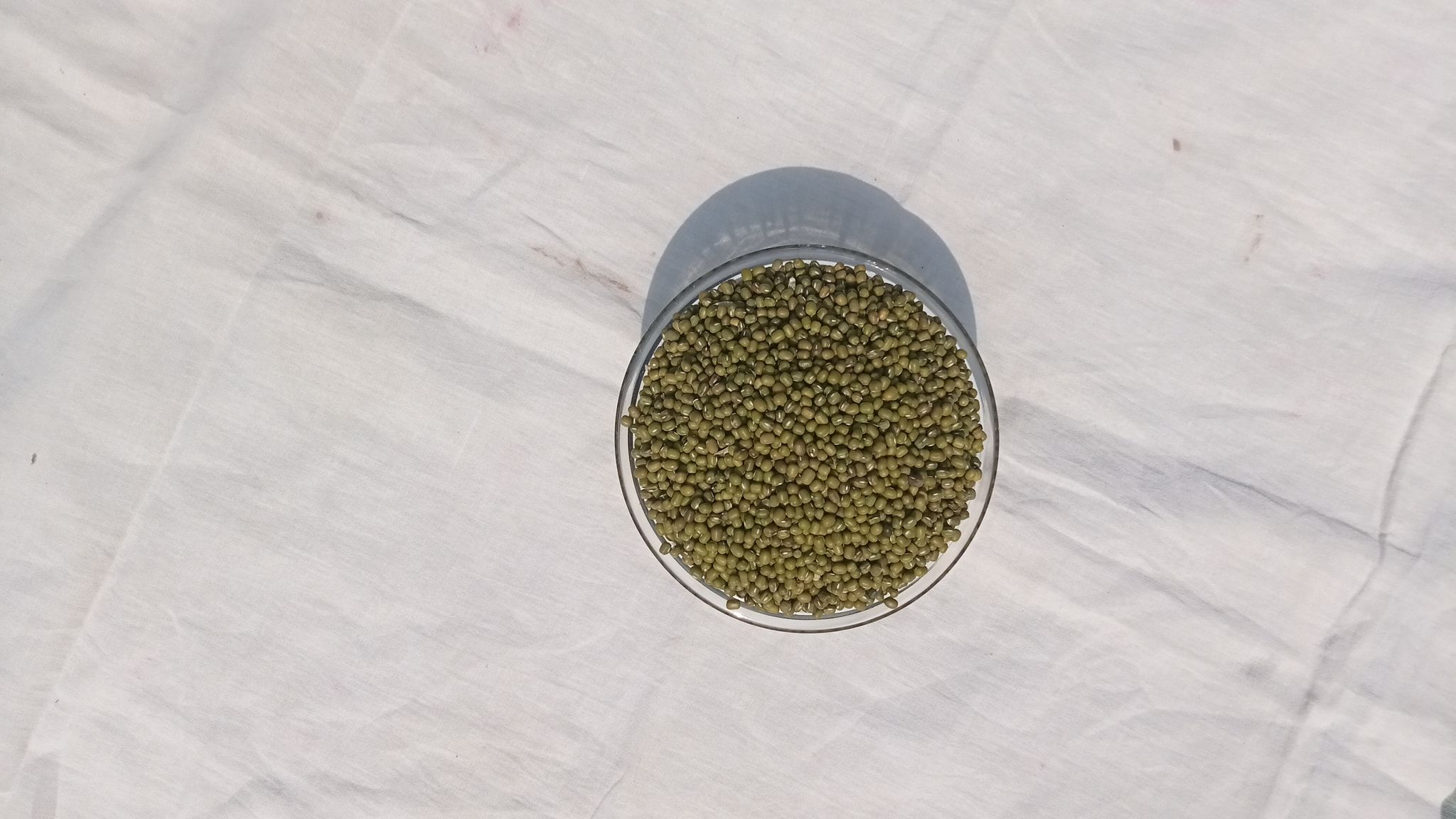 Moong