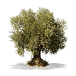 Olivia Organic Enterprises