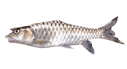 Dried Kotri Fish ( Mahseer)