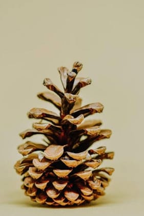 CD Craft Pine cone (Set of 5) || Natural Pine Cone procured from the pine trees CD Craft Pine cone (Set of 5) || Natural Pine Cone procured from the pine trees